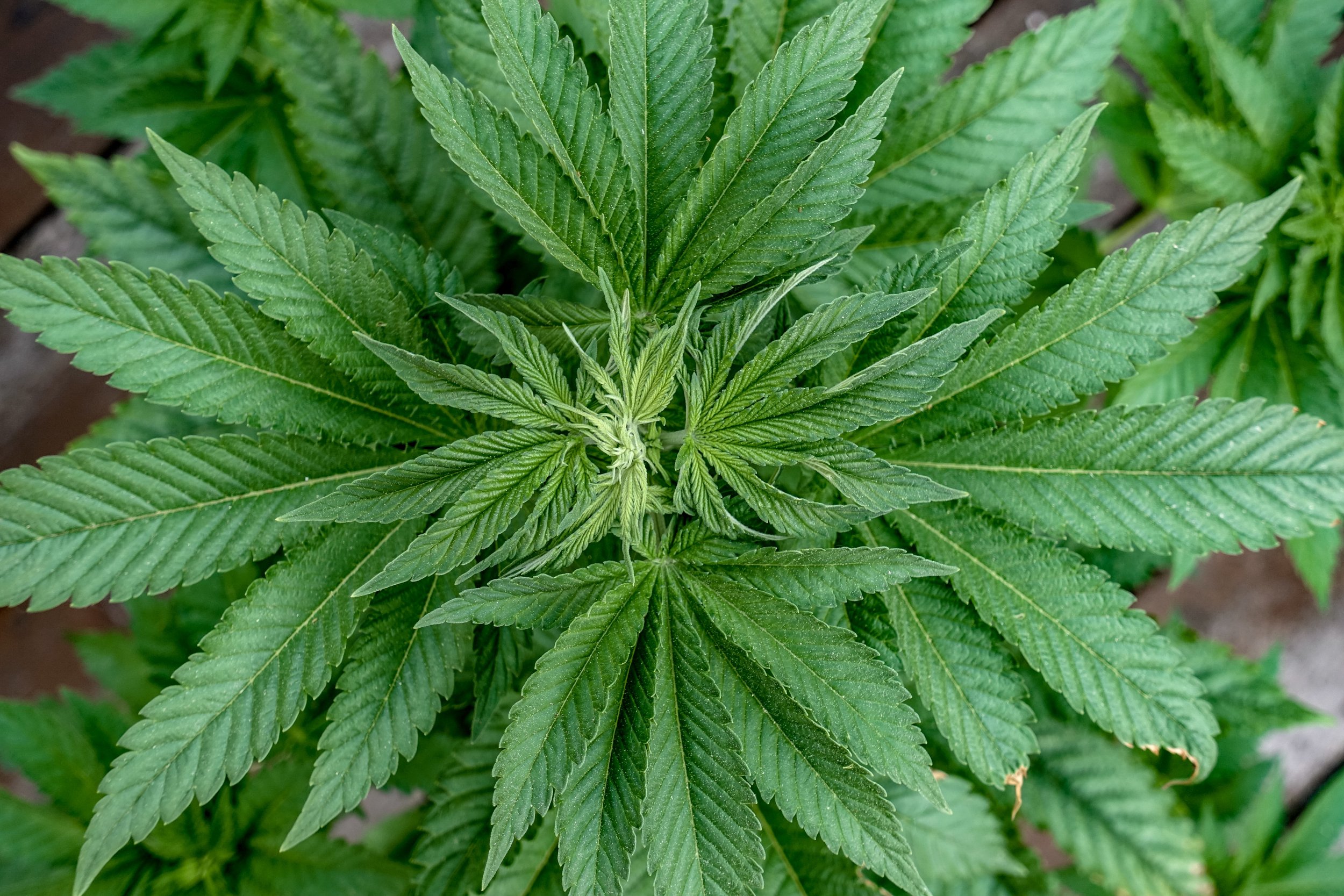 cannabis weed marijuana leaves stock getty 