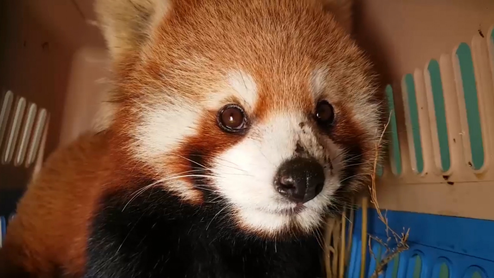 Resurfaced Clip Of Red Panda S Reaction To A Stone Has Internet In Stitches