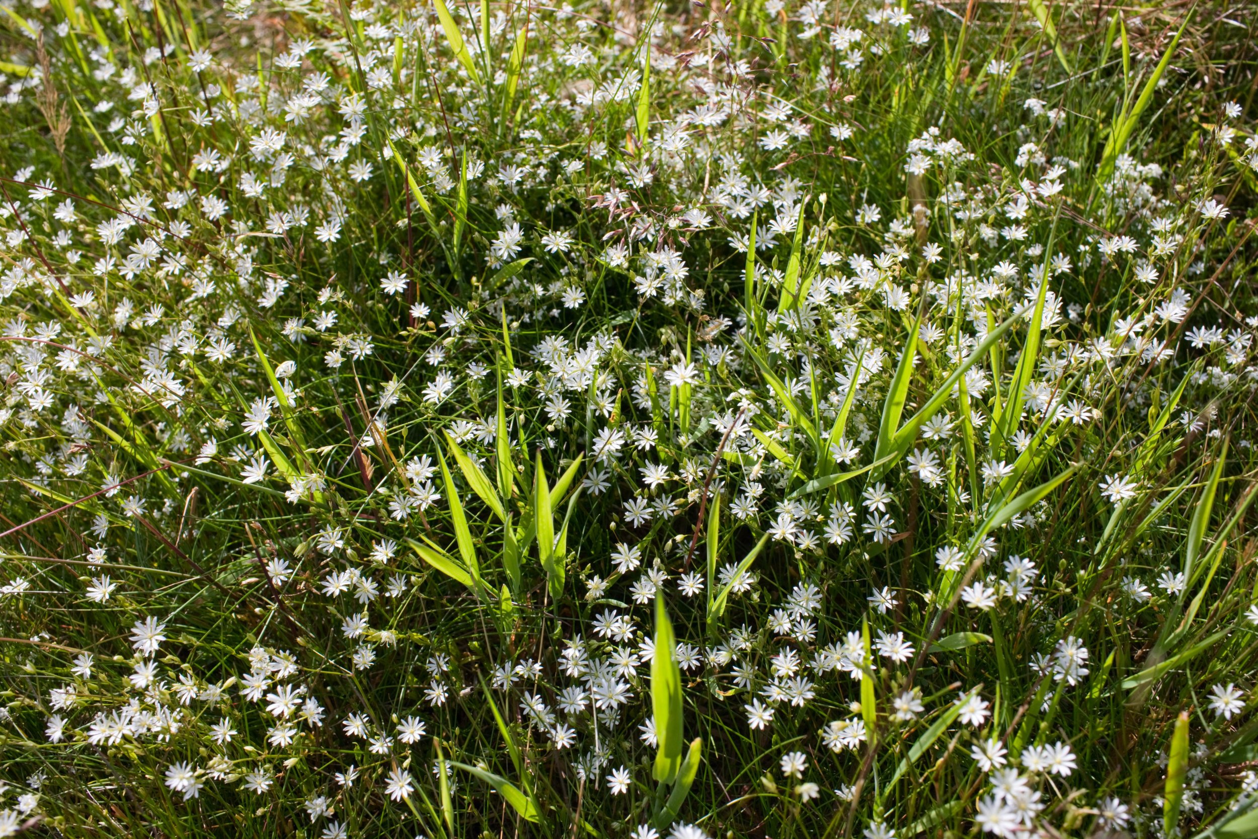 grass weeds allergy season