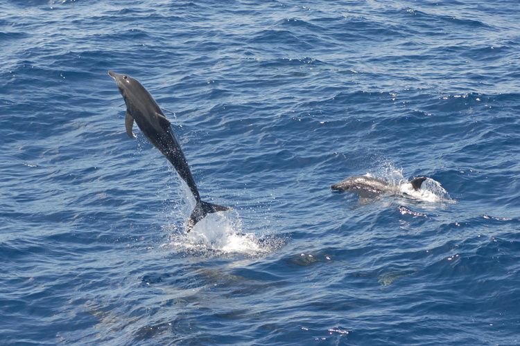 rough toothed dolphin