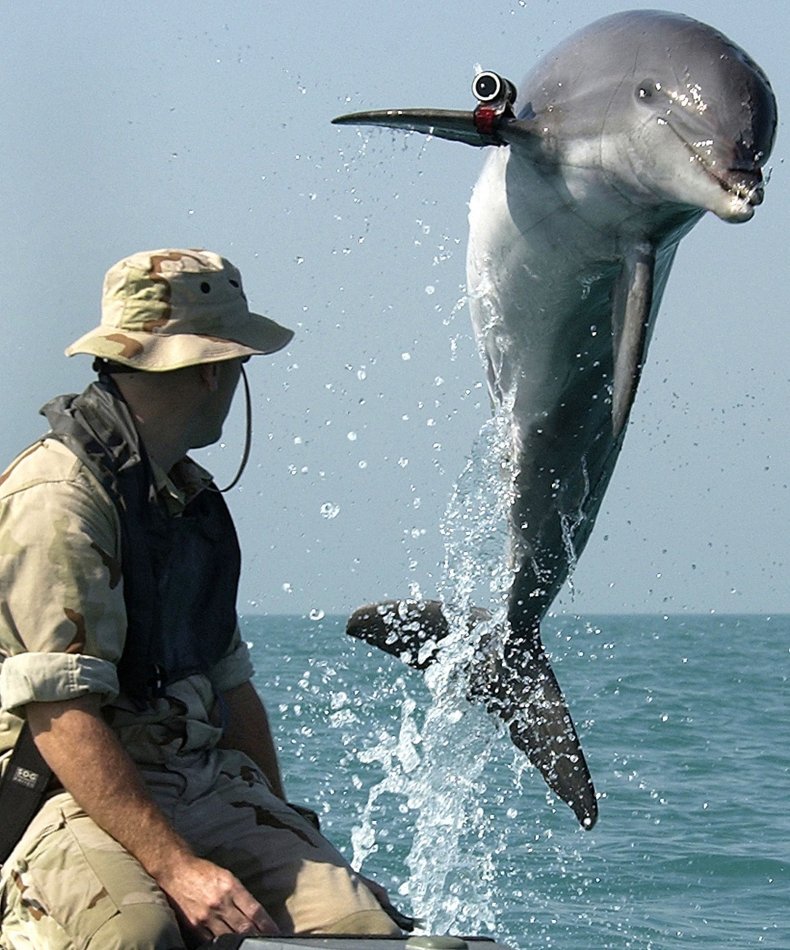 USNavyDolphin2