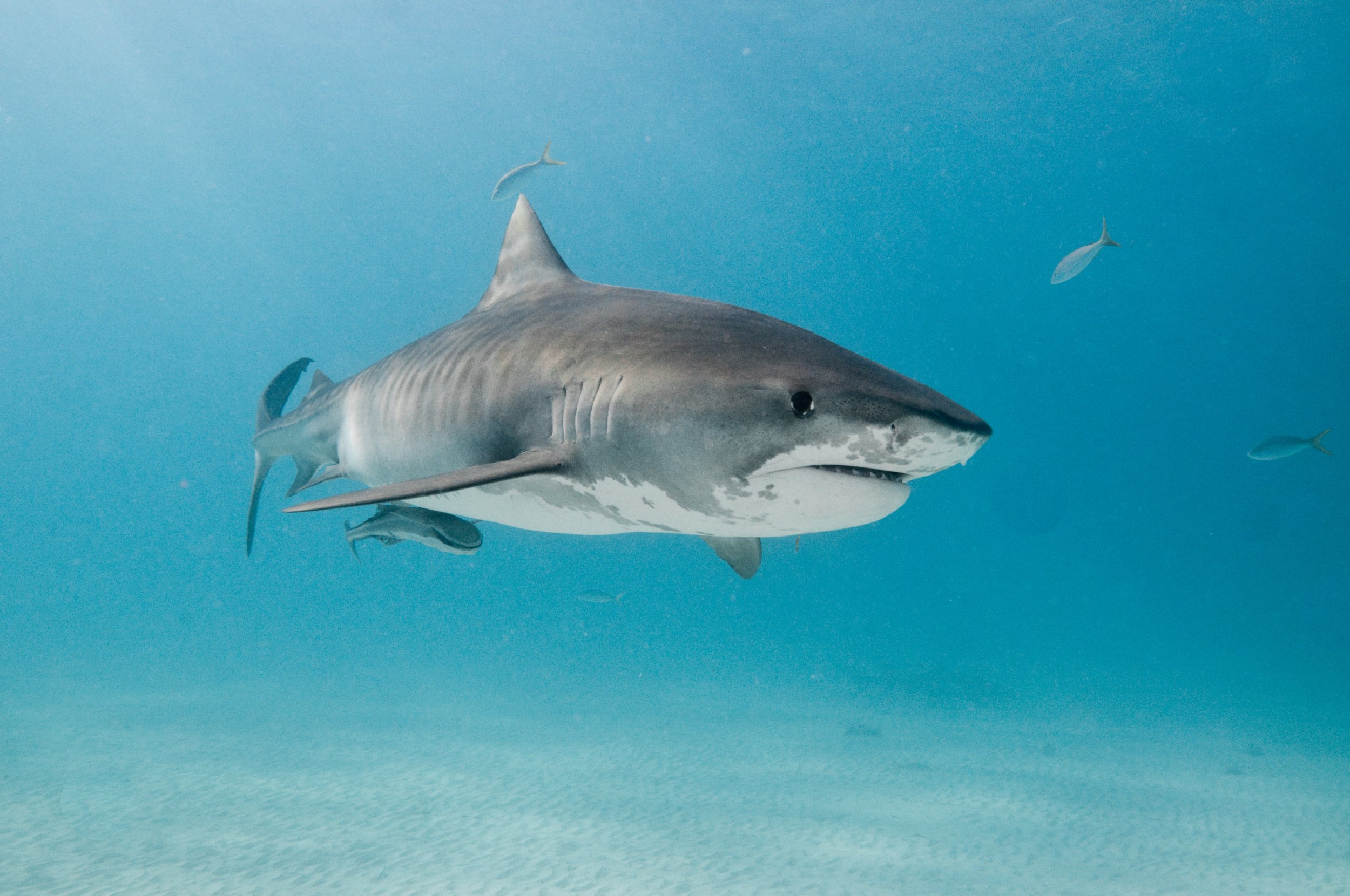 florida-s-fishing-instagram-star-shares-viral-photo-of-huge-tiger-shark