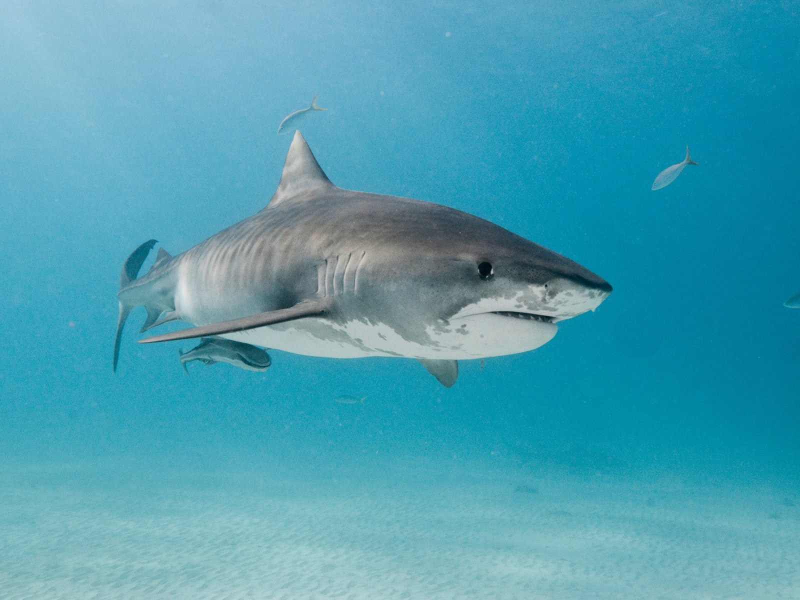 Get Florida S Fishing Instagram Star Shares Viral Photo Of Huge Tiger For Free Wallpaper Florida S Fishing Instagram Star Shares Viral Photo Of Huge Tiger For iPhone Free