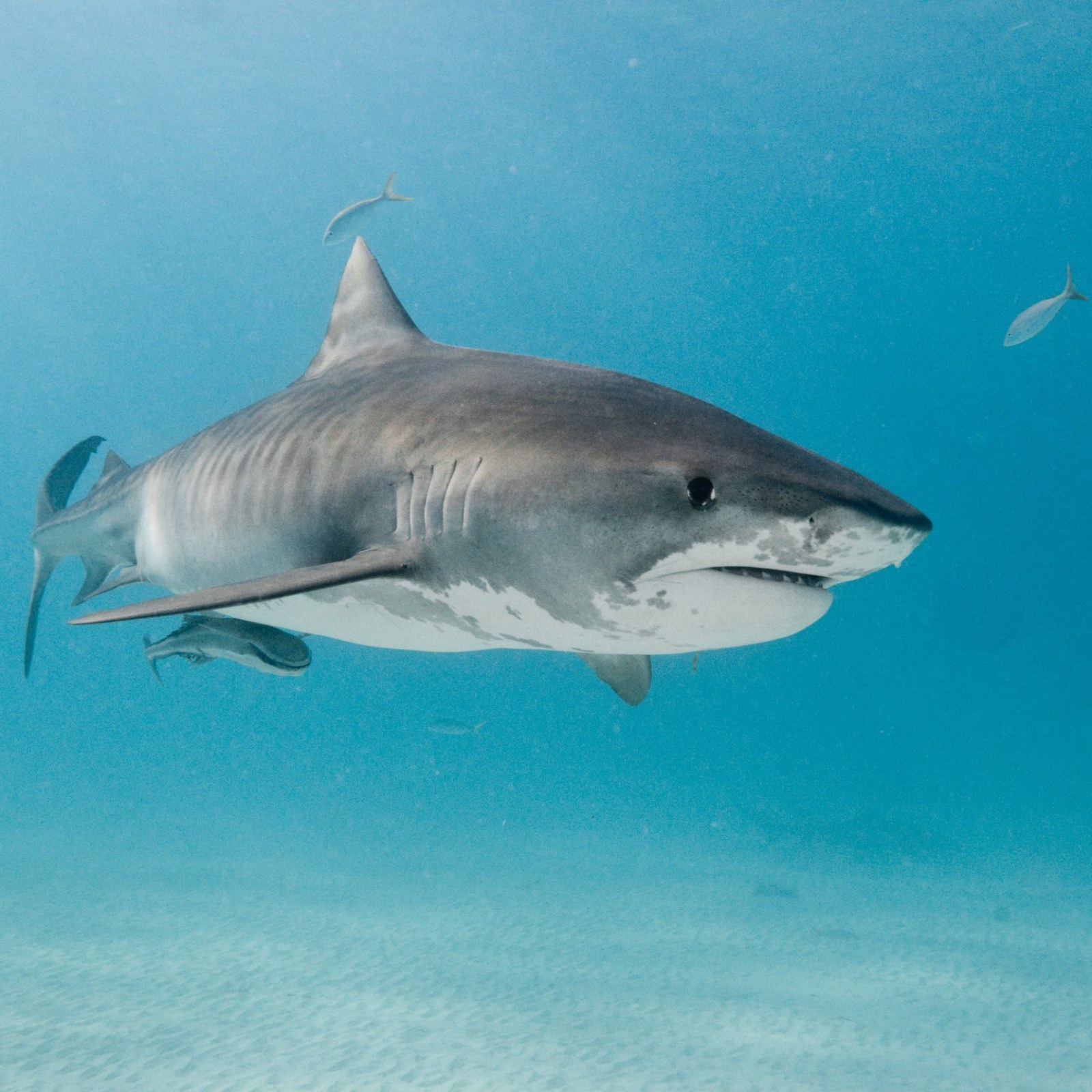 Florida S Fishing Instagram Star Shares Viral Photo Of Huge Tiger Shark Biggest Shark Ever Never Seen Anything Like It Florida S Fishing Instagram Star Shares Viral Photo Of Huge Tiger Shark Biggest Shark Ever Never Seen Anything Like It