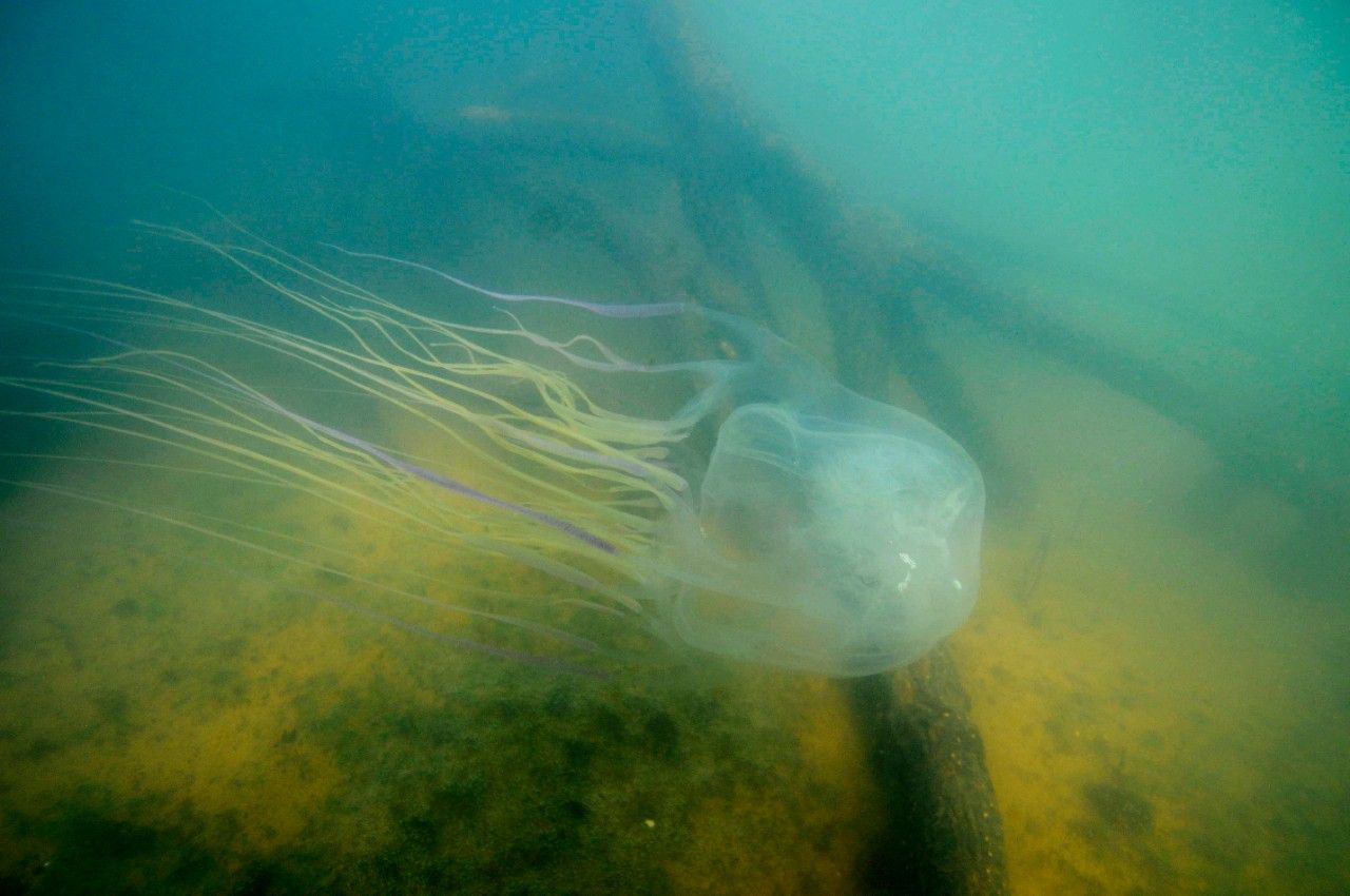 Australian box jellyfish