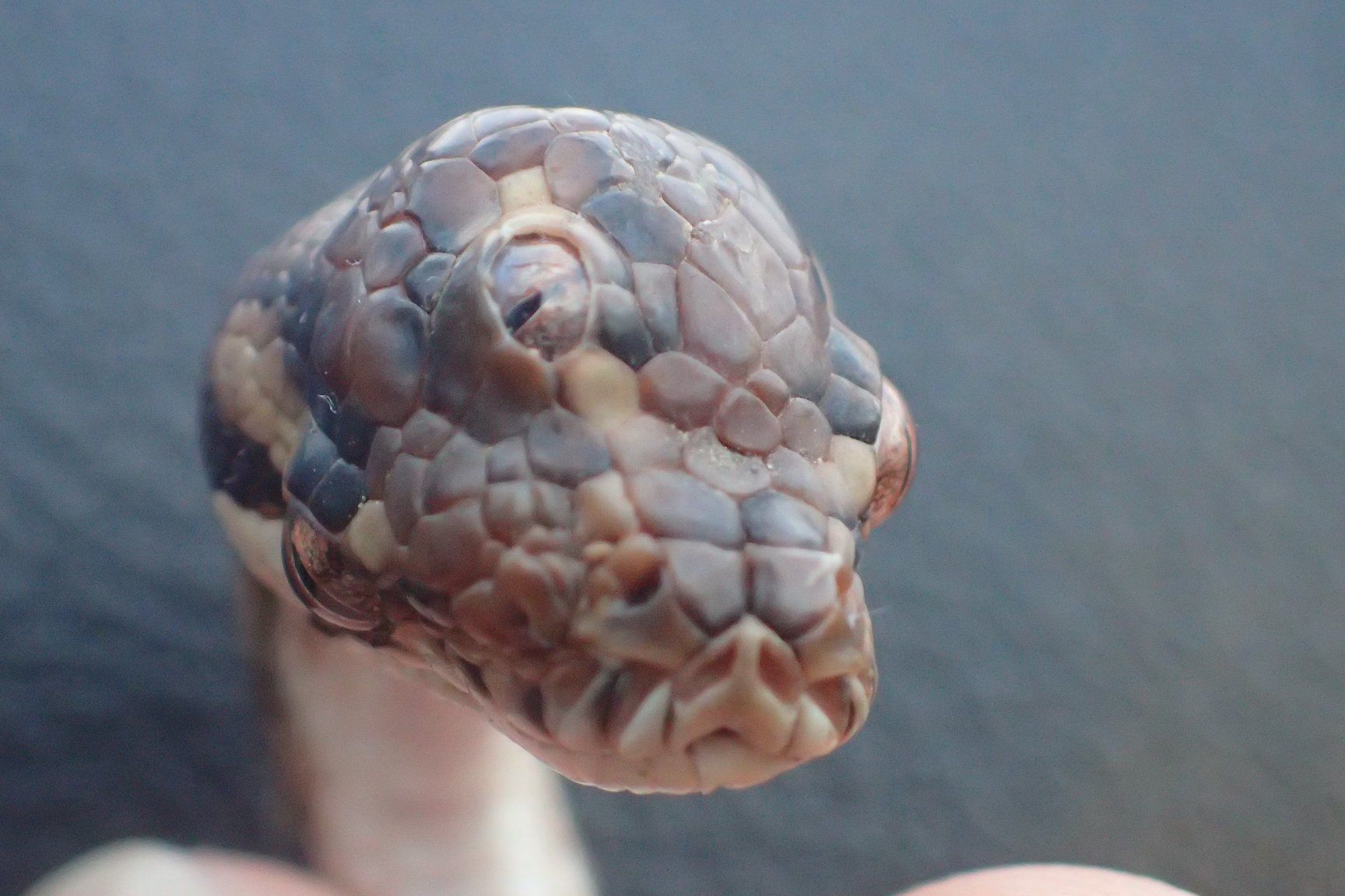 Snake, Australia
