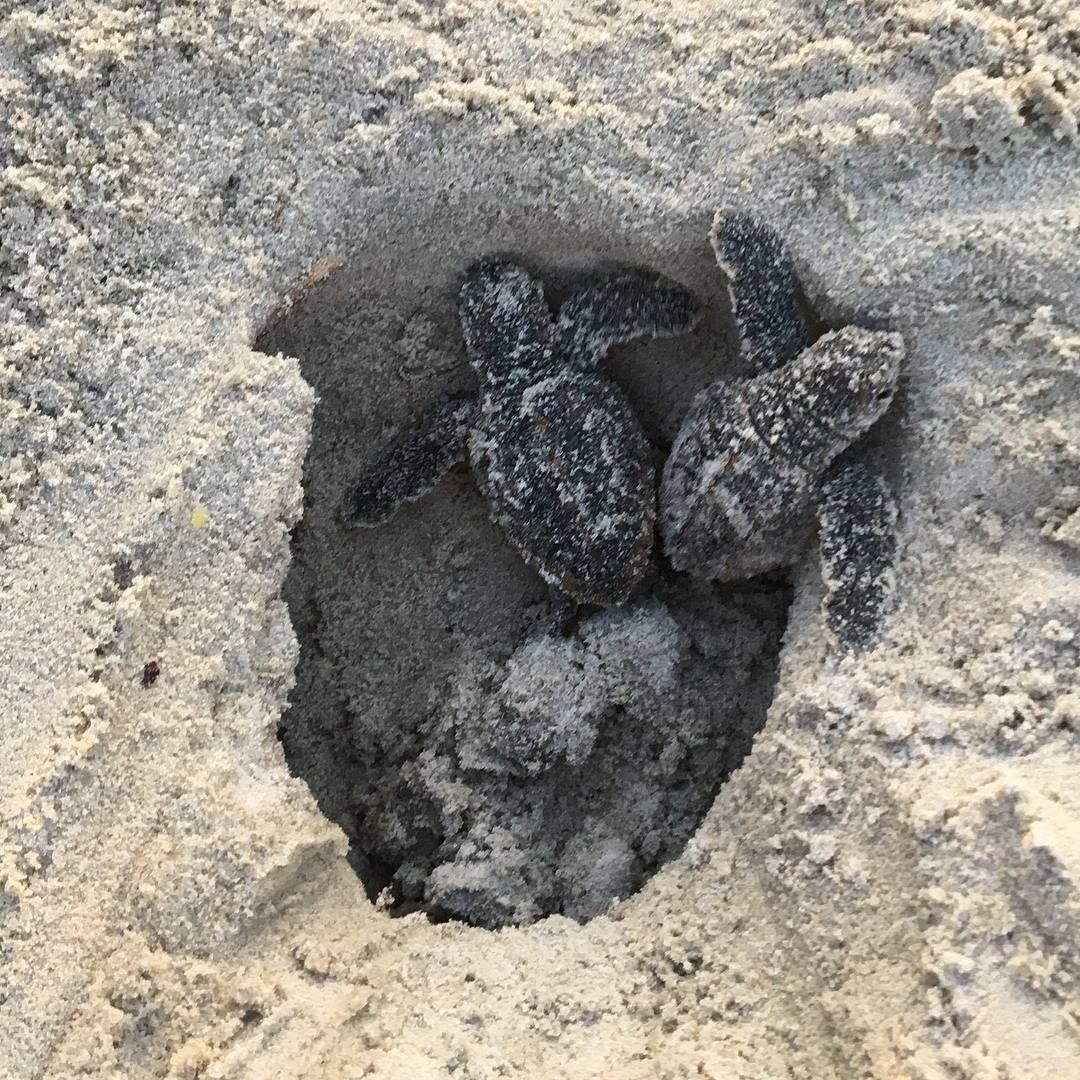 Kiawah Island Turtle Patrol 