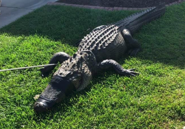 South Carolina Alligator
