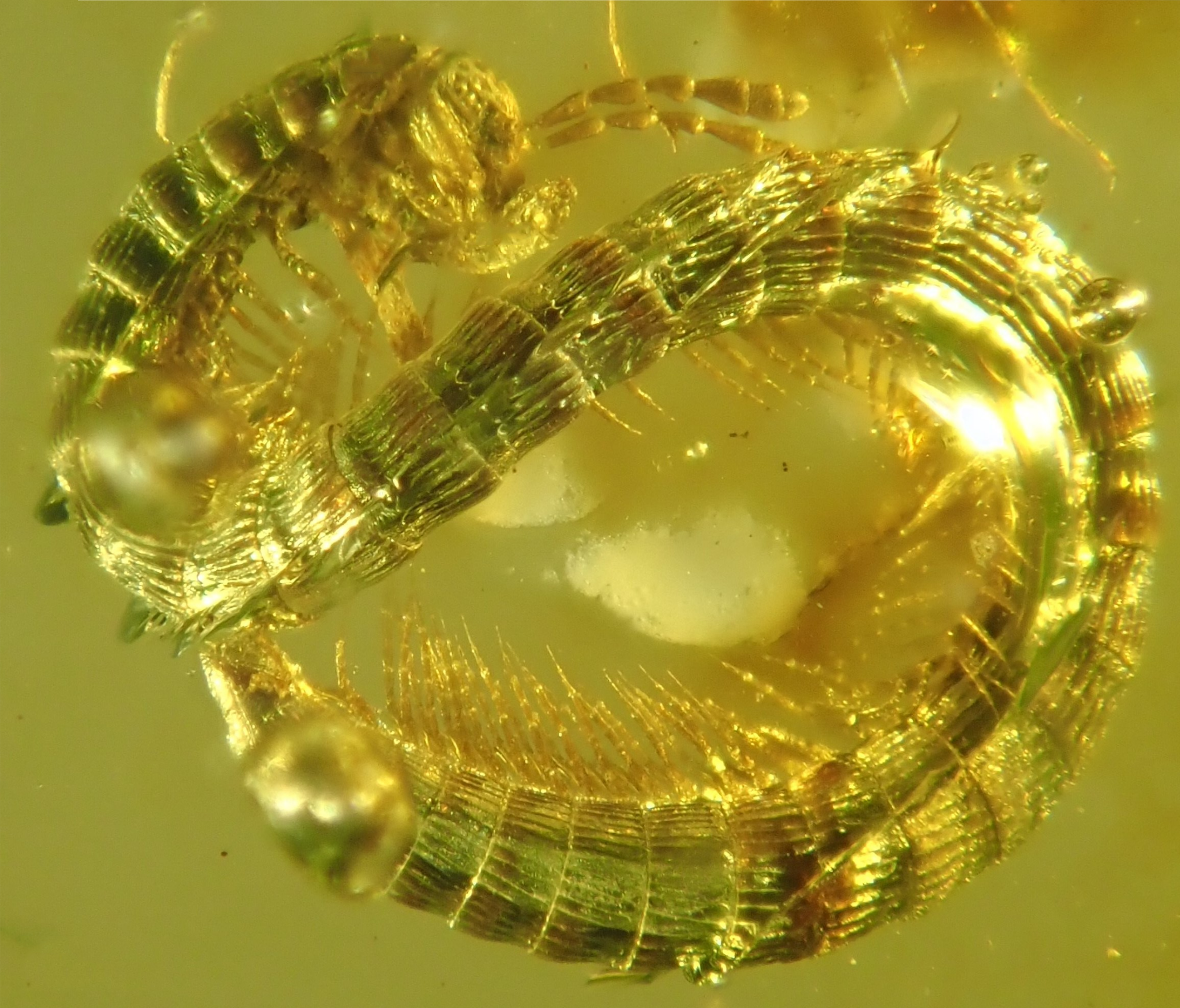 Millipede, Burmanopetalum inexpectatum