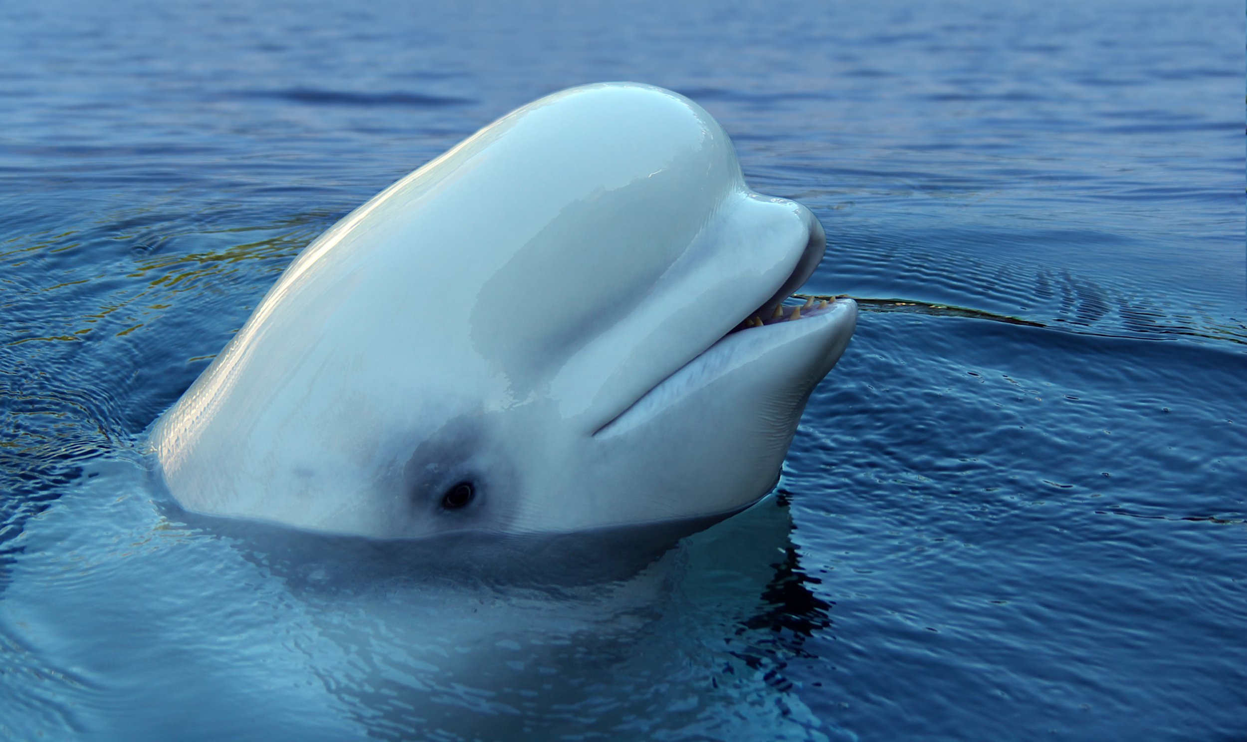 Beluga whale, Spy