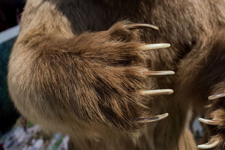 Bear store and paw