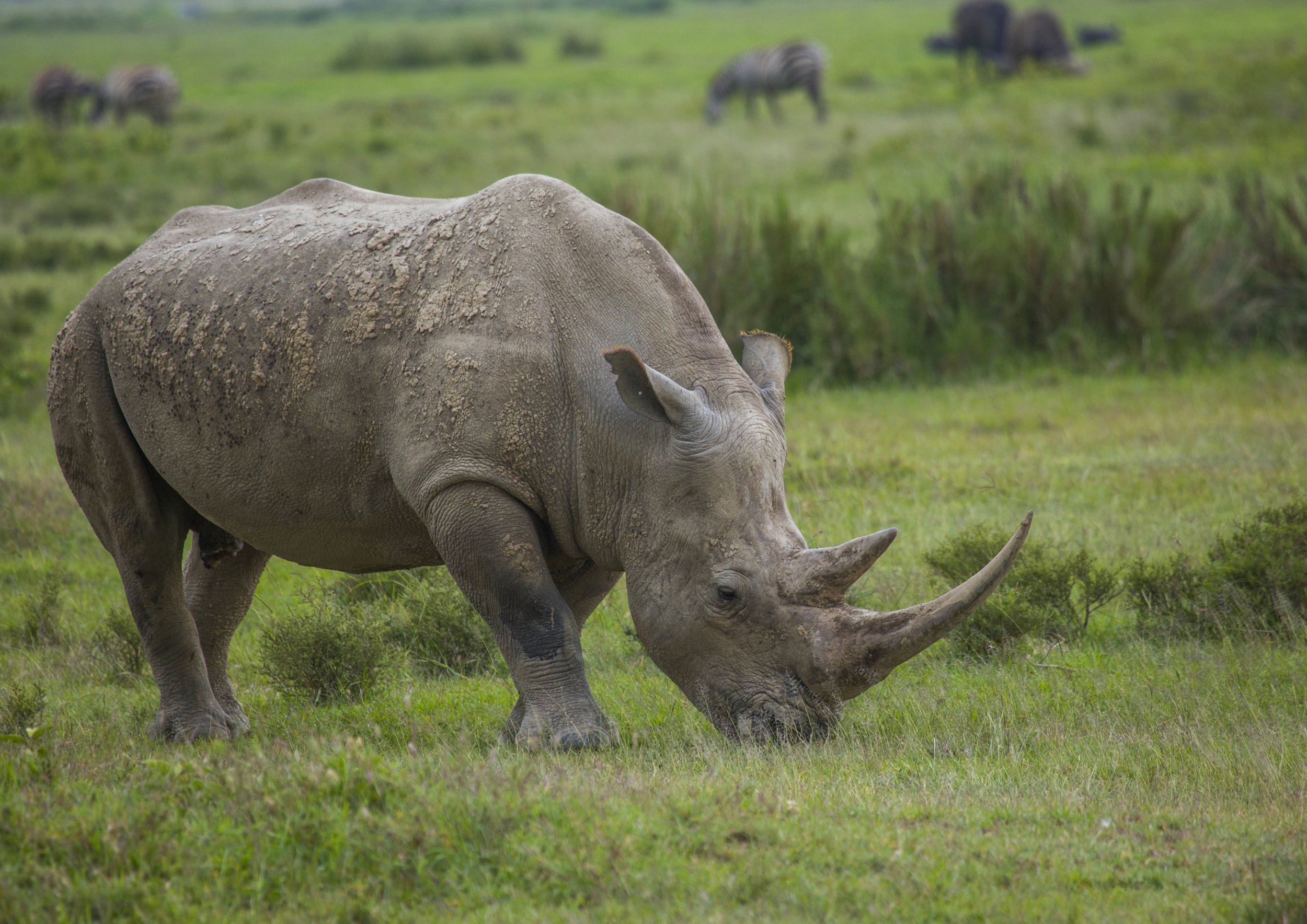 images of rhinoceros