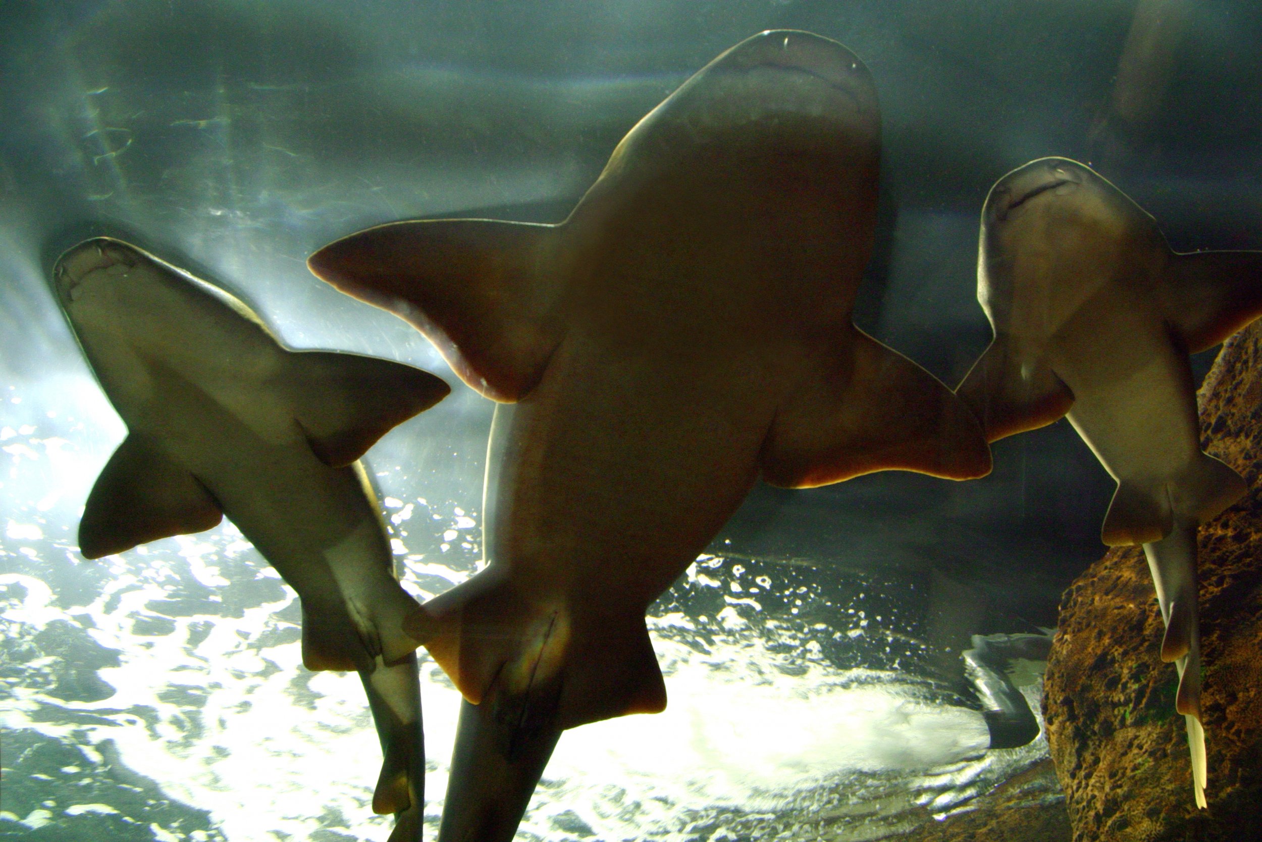 basking sharks