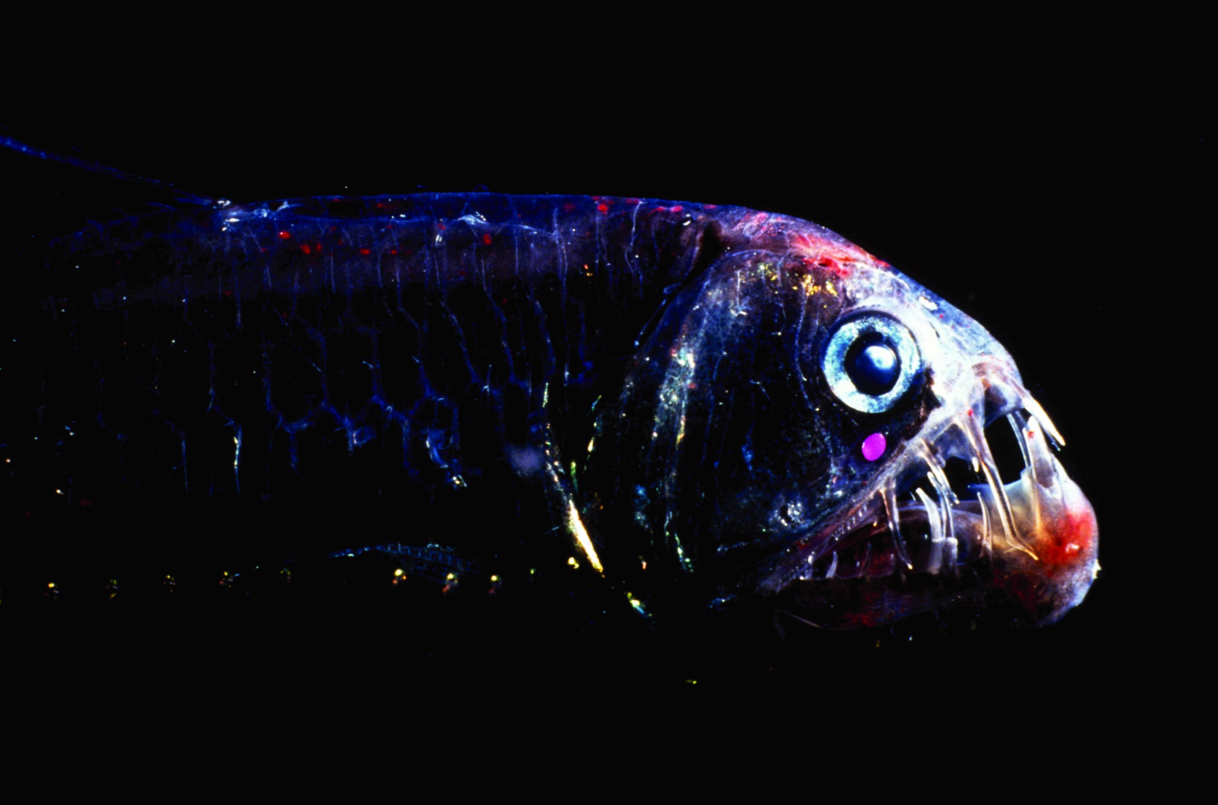 DeepSea Fish Living in Almost Total Darkness 1000s of