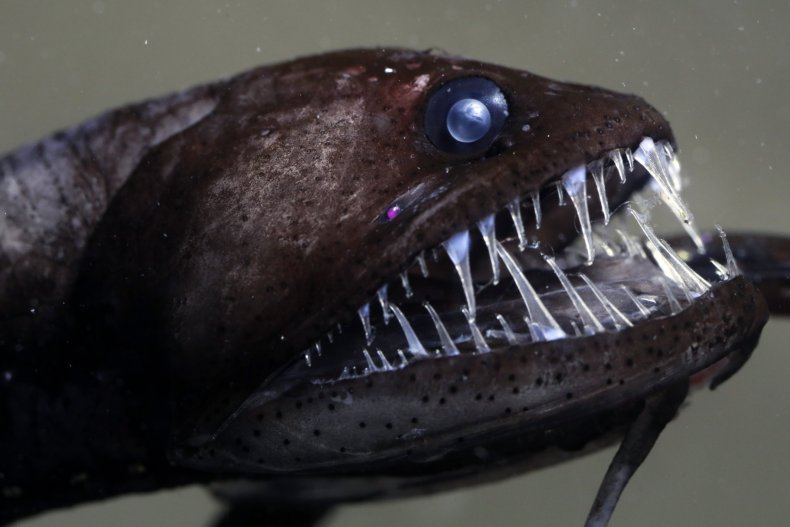dragonfish
