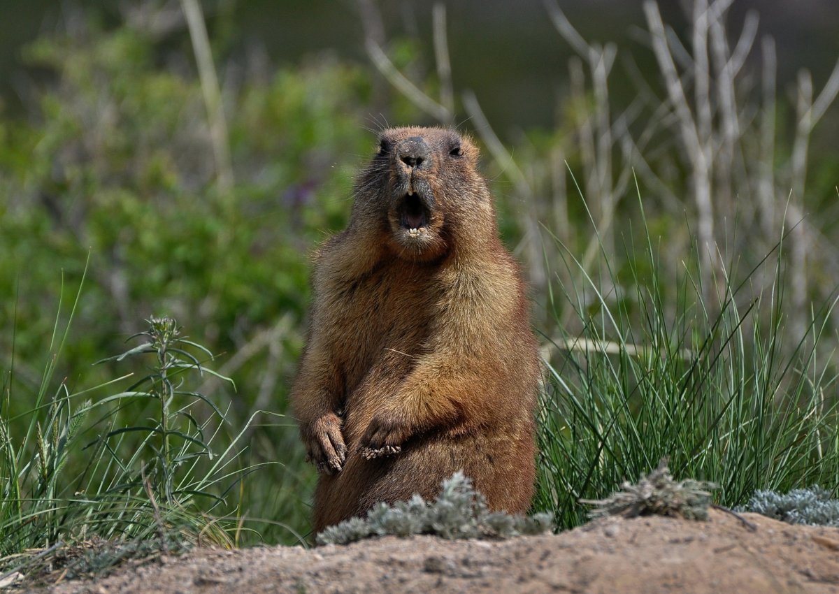 groundhog marmot rodent stock getty