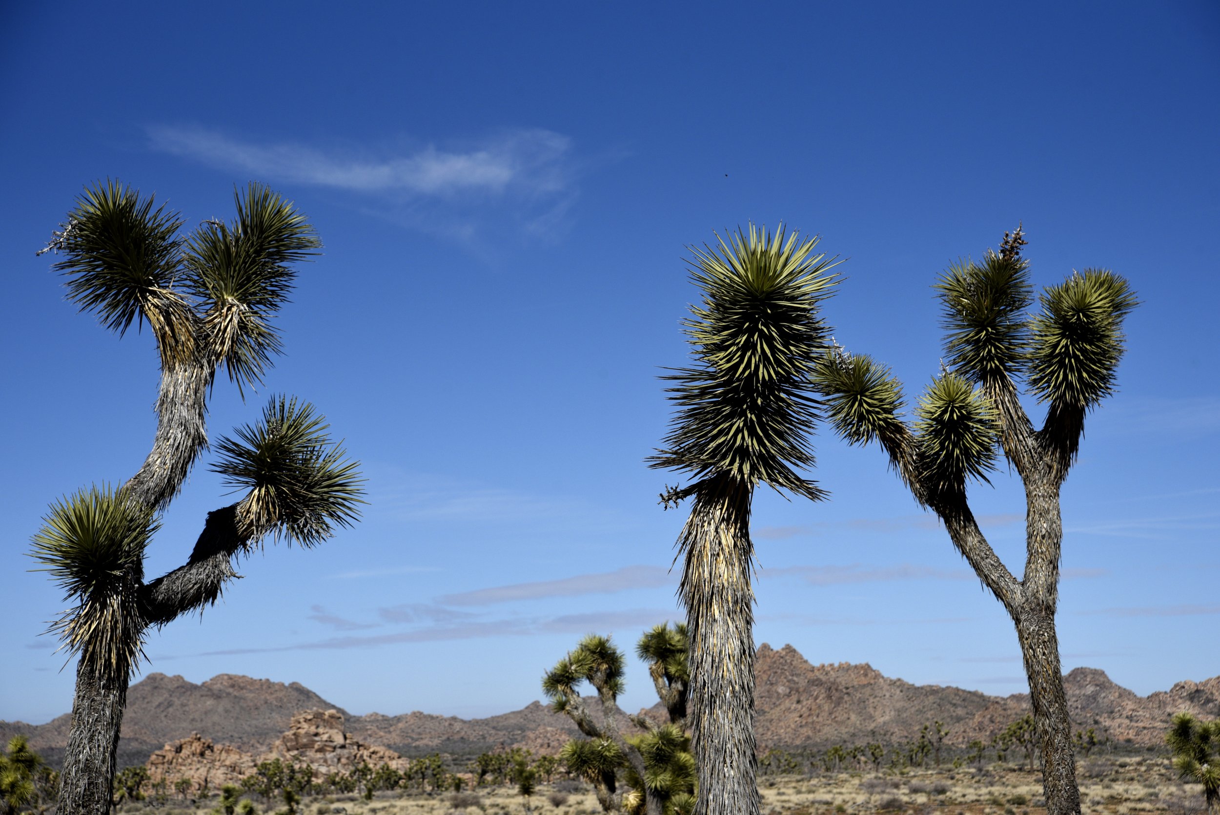 Joshua Tree National Park