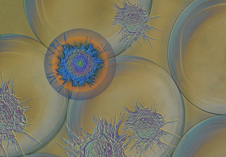 Cells, Image Cells, Image