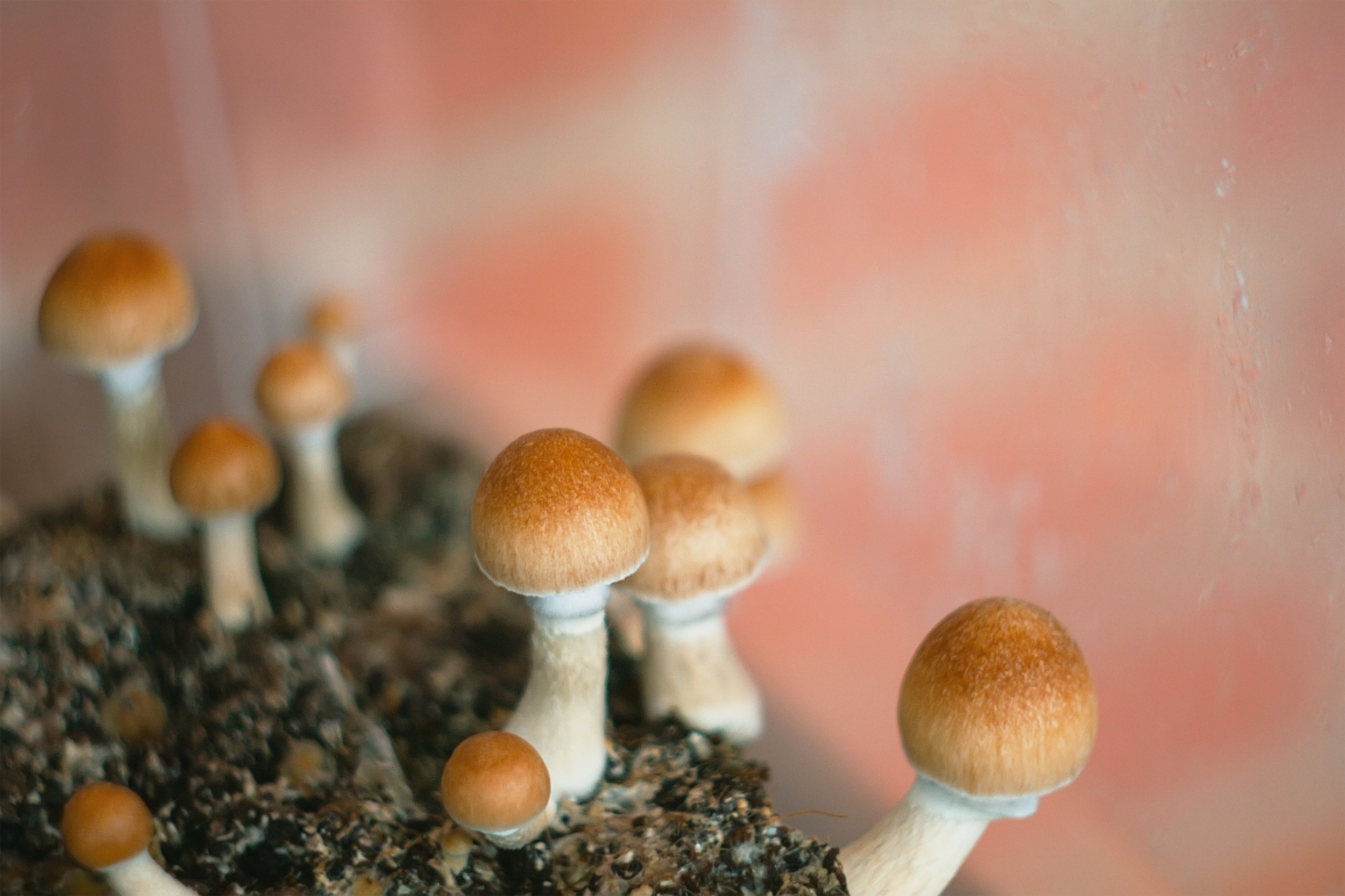 magic mushrooms psilocybin Cubensis getty stock