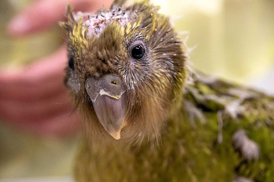 kakapo, brain, surgery, espy1B
