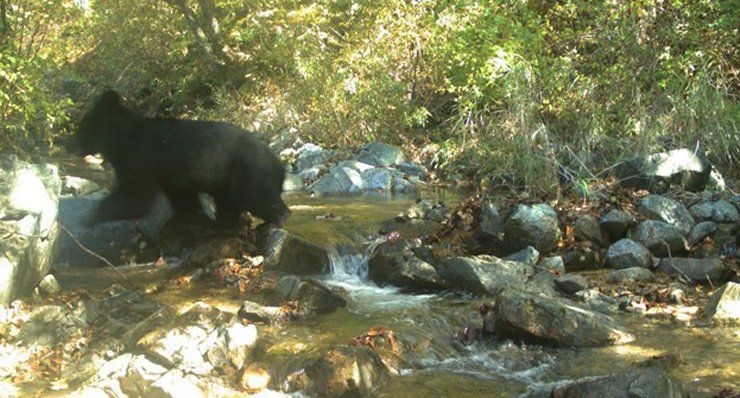 Bear, DMZ, Korea