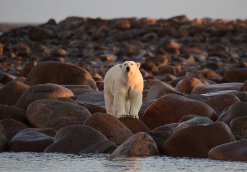 Polar BEar