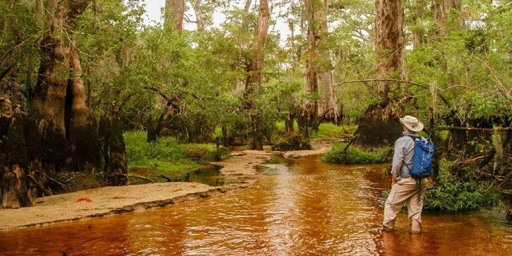 David Stahle, Black River, North Carolina, bald cypress trees