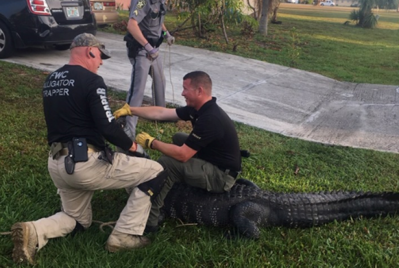 Florida gator2 Florida gator2