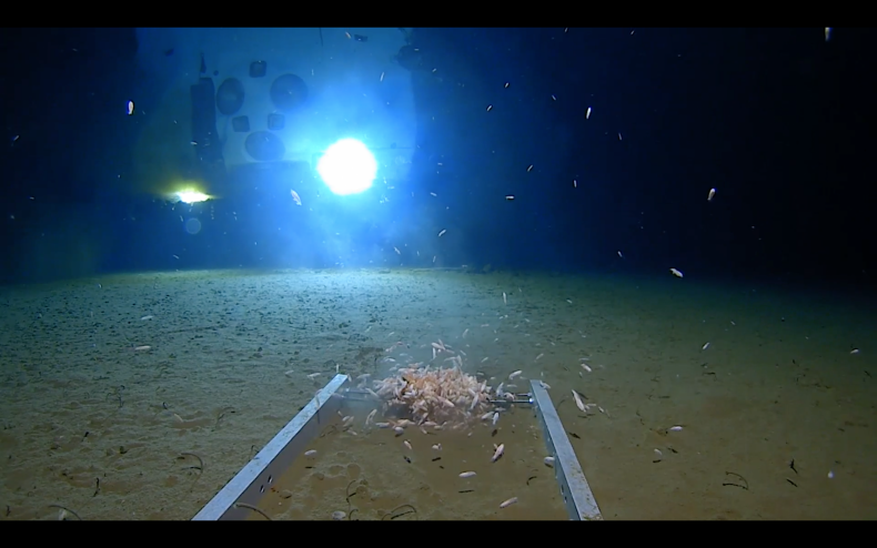 Mariana Trench Dive