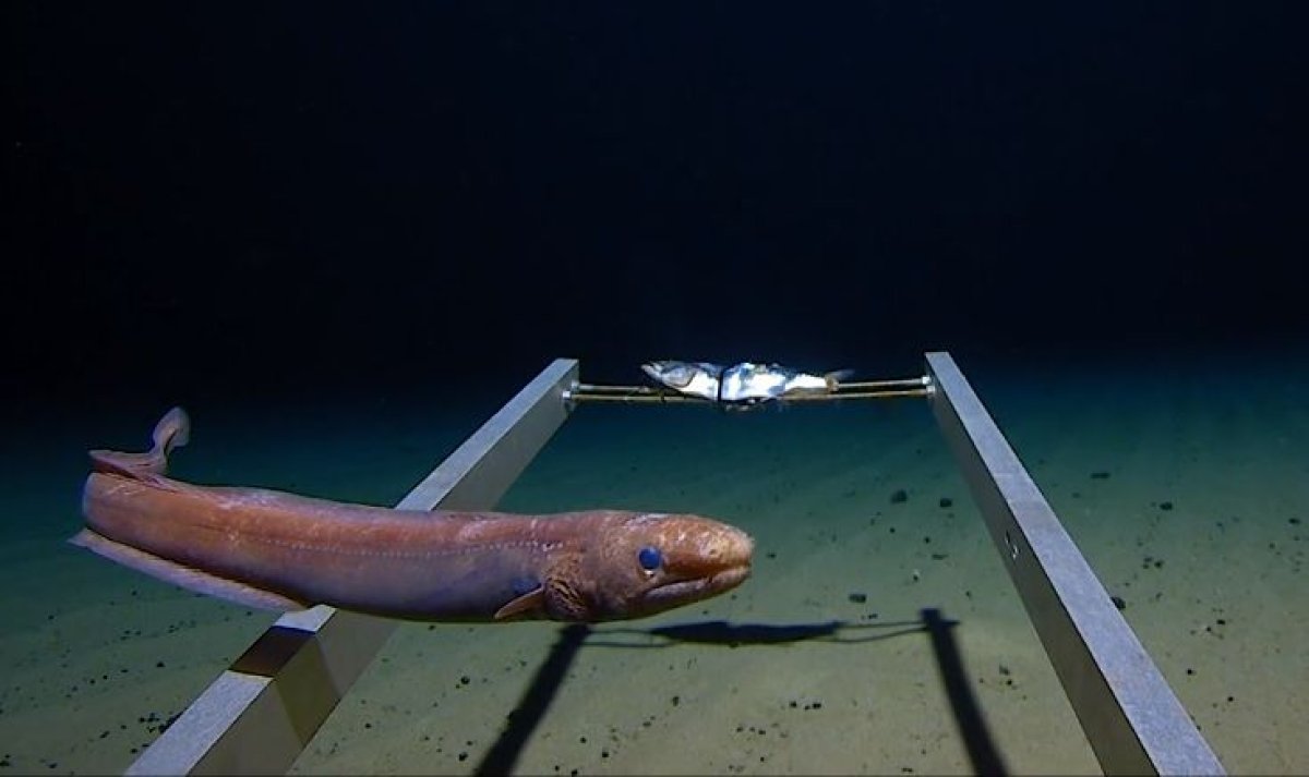 arrowtooth eel mariana trench