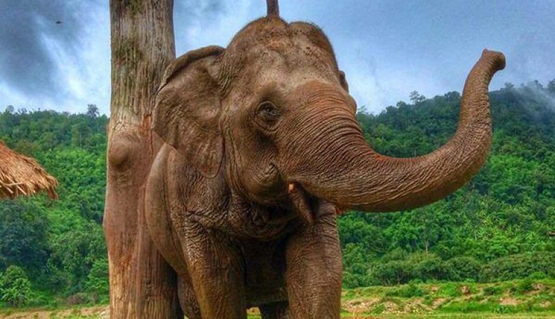 Elephant nature park chang Mai