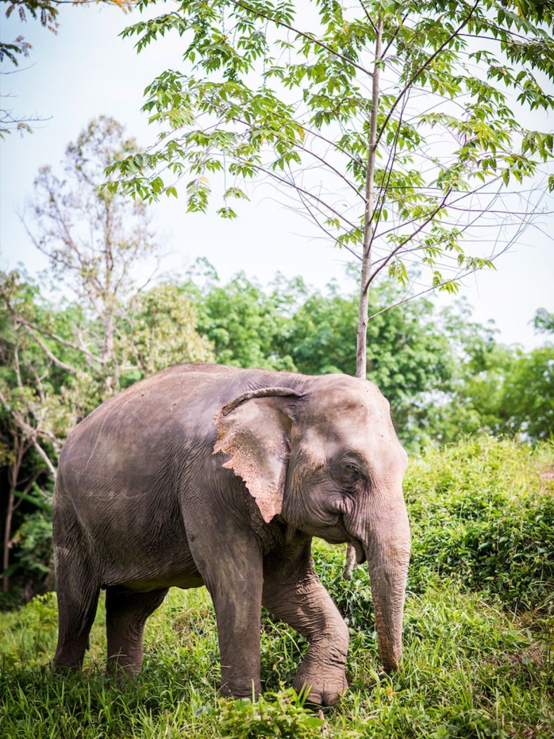 Phuket elephant sanctuary