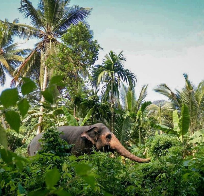 Elephant Freedom Project Sri Lanka