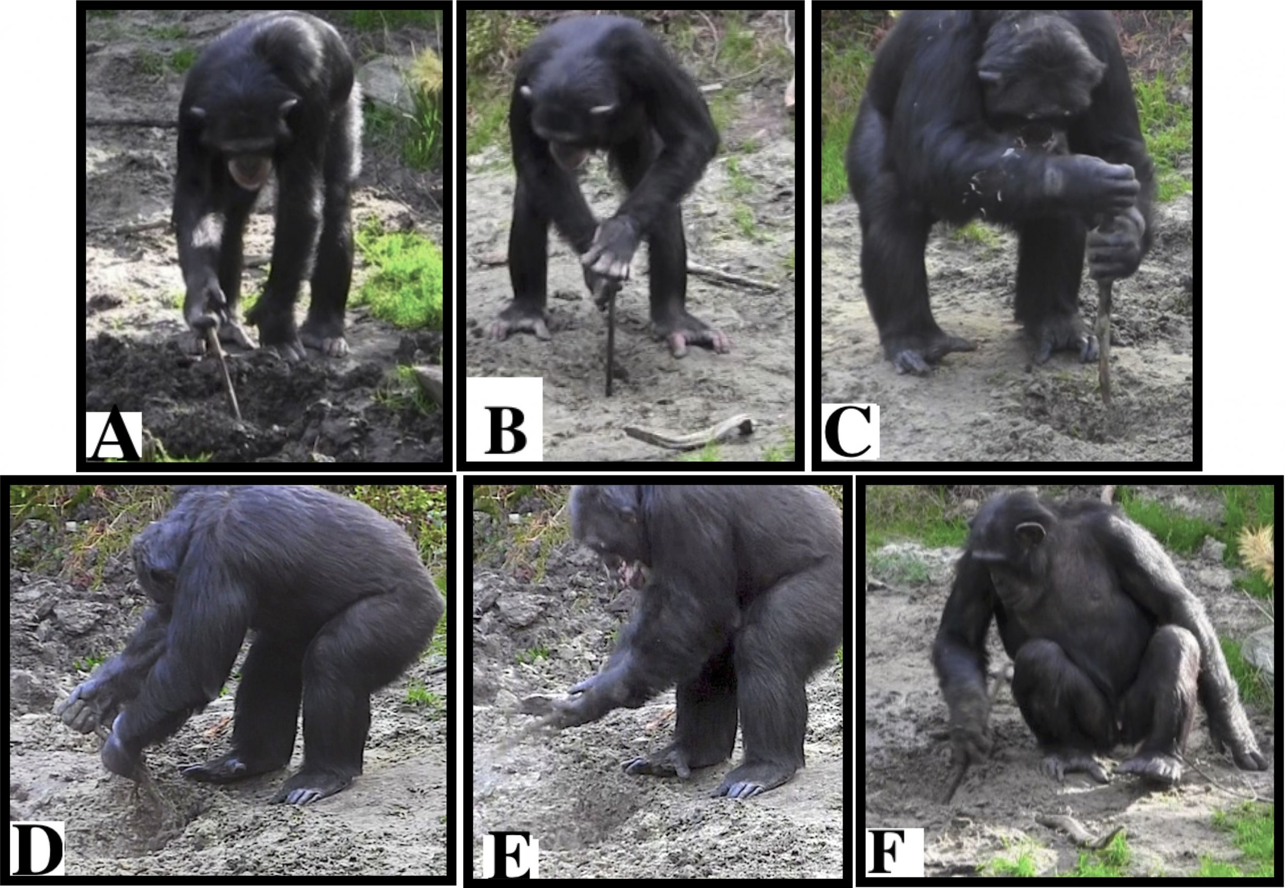 Chimps Shine Light on Mystery of How the First Humans Used Tools to Dig