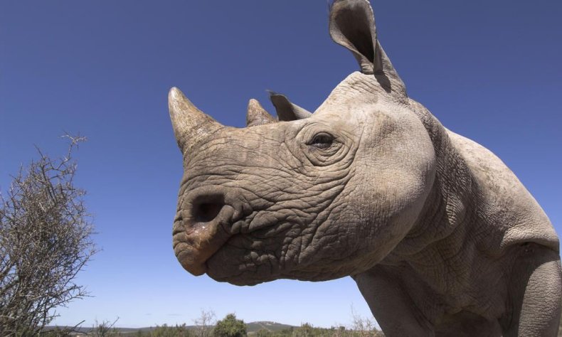 GPN257587_black_rhino