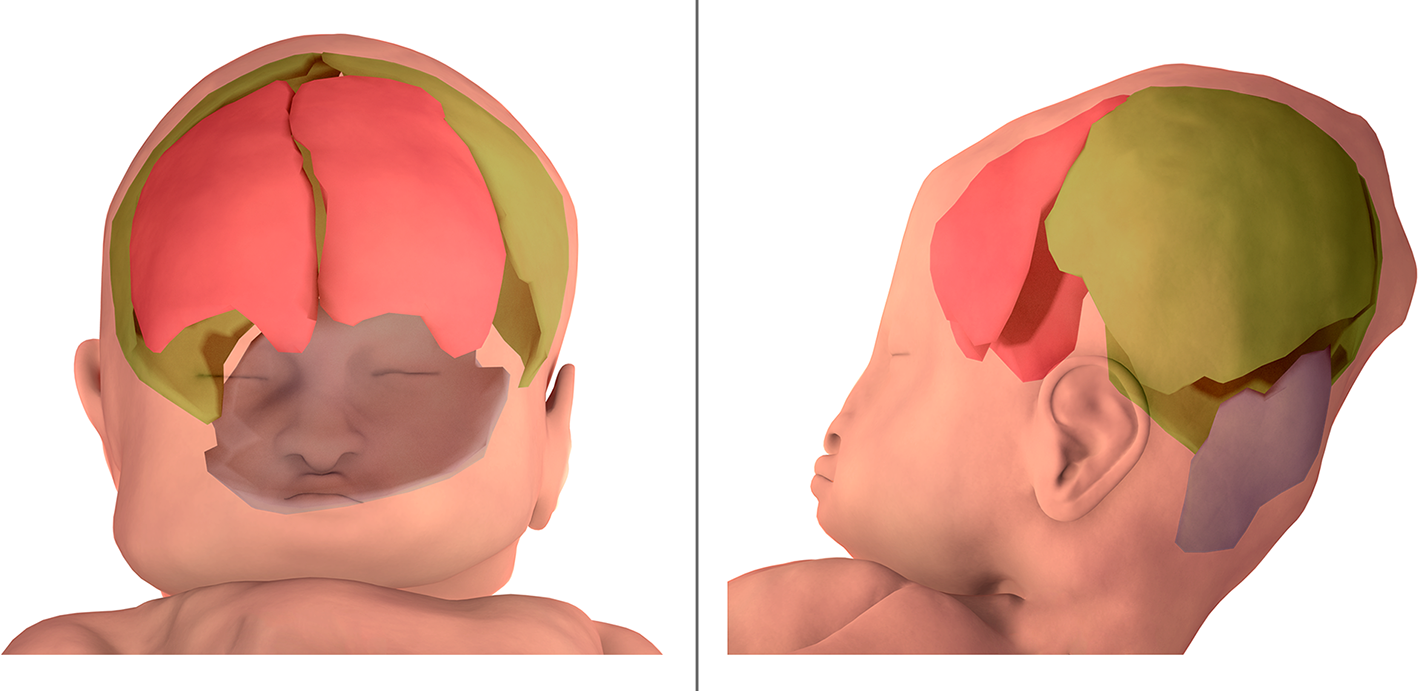 baby head shape