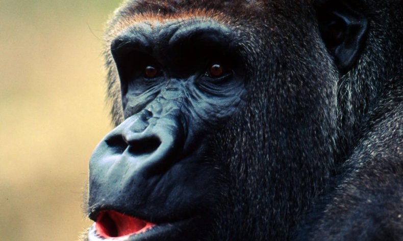 Cross_River_Gorilla_Circle_Image_57168