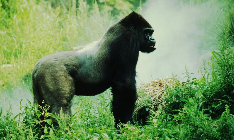 eastern_lowland_gorilla_7