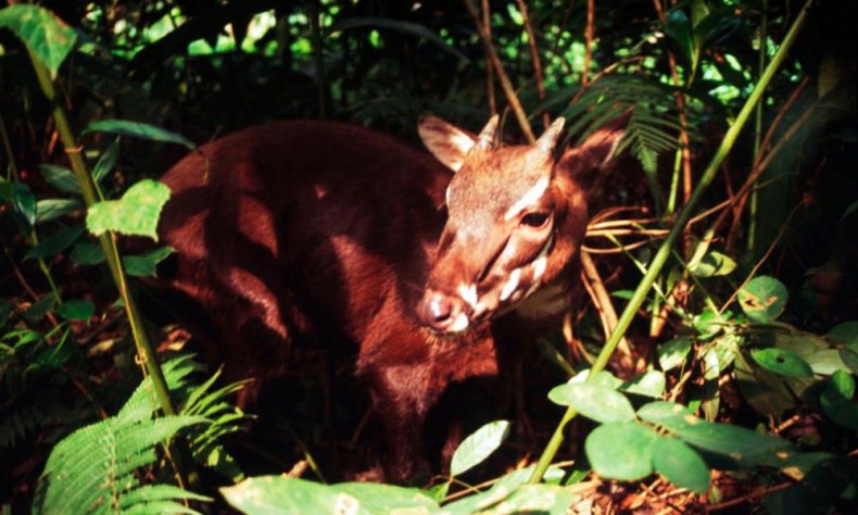 Saola_Why_They_Matter_image_(c)_David_Hulse_WWF_Canon