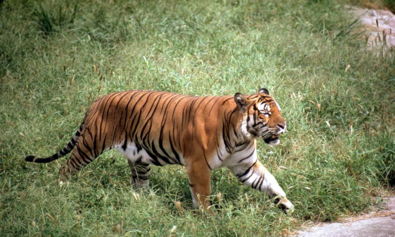 South_China_Tiger_8