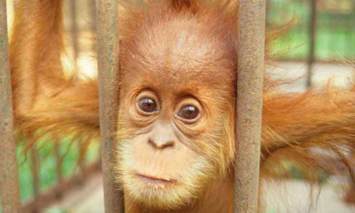 Captive_Orangutan_07