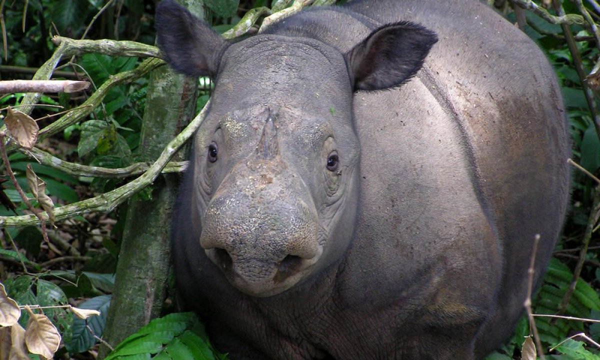 Sumatran_Rhino_8