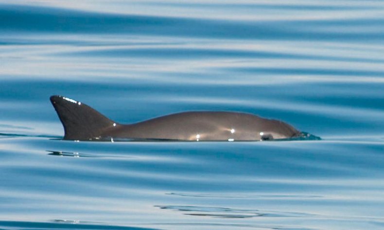 Vaquita_1_Thomas_A_Jefferson_20081019