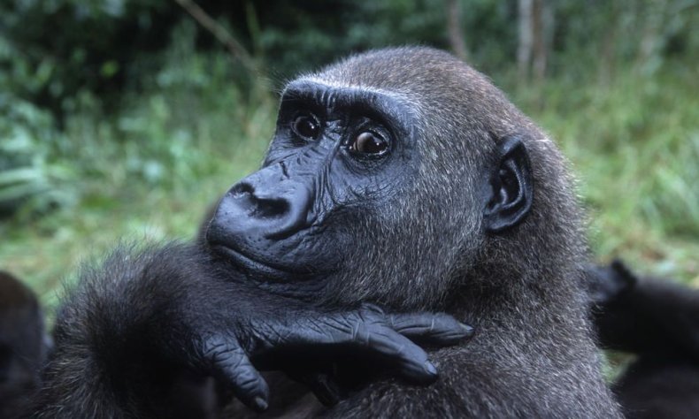western-lowland-gorilla-circle-HI_105193