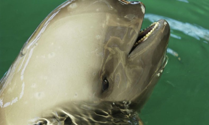 yangtze_finless_porpoise_7