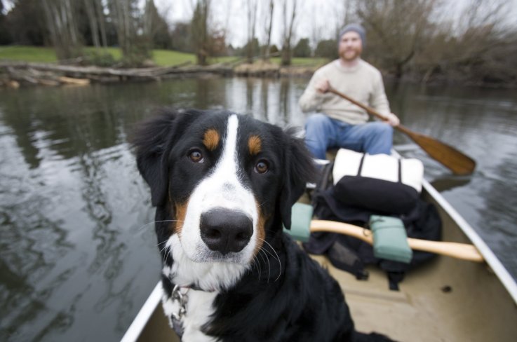 dog in canoe ImageCountry Getty Images