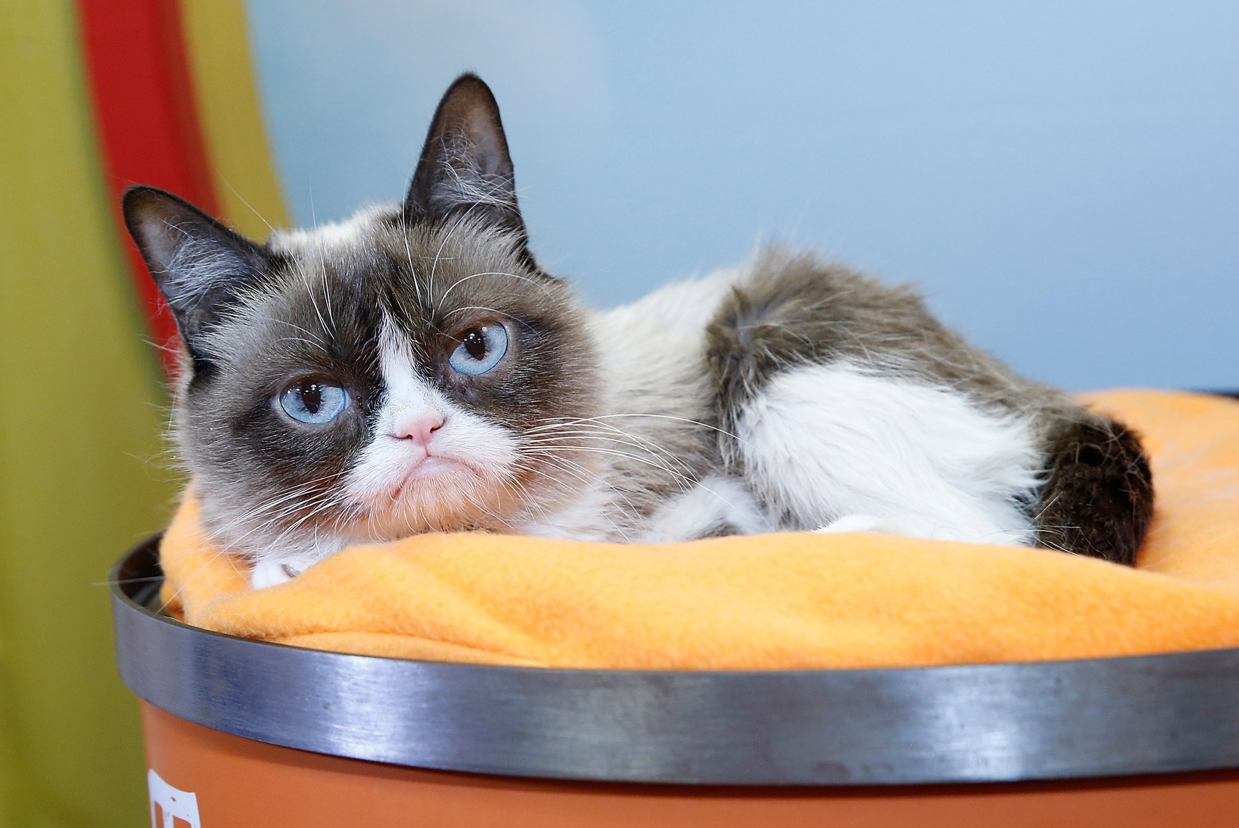 Grumpy Cat Dies: Internet Reacts to Loss of Beloved Pet That Spawned a ...