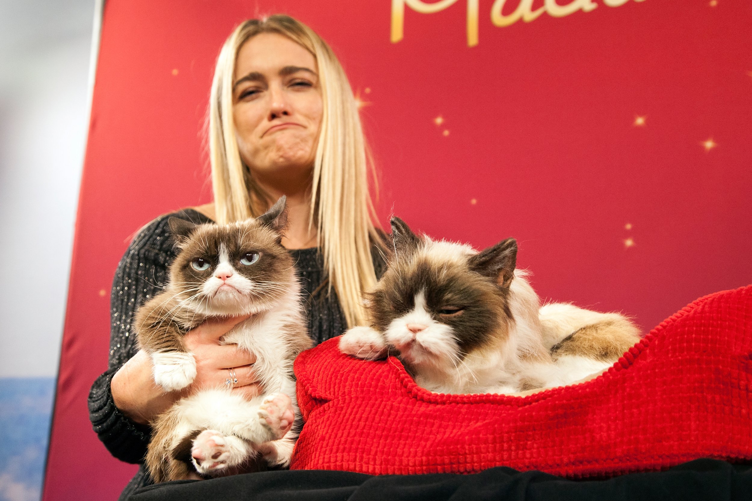 Grumpy Cat, the Arizona meme sensation, is dead at 7