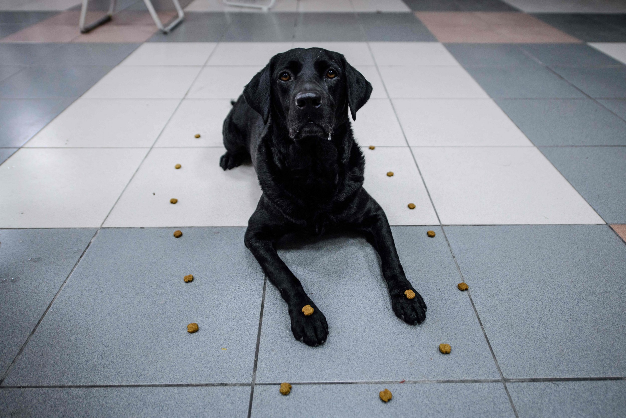Colleges welcome students back amid delta variant surge. Happy National Rescue Dog Day Meme - National Dog Rescue Day: How to Adopt a Dog, and What to ...