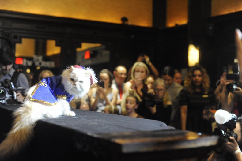 Cat Fashion Show 5_Credit Mark McQueen (2)